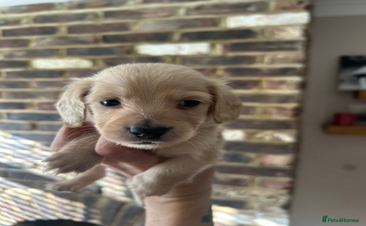 Miniature Dachshund dogs - Advert 3