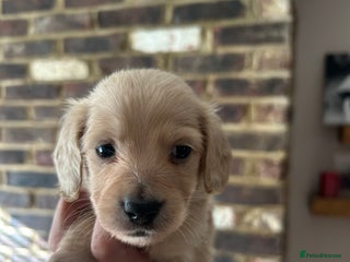 Miniature Dachshund dogs - Advert 1