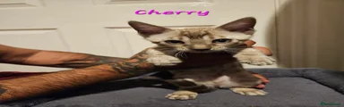 Cherry