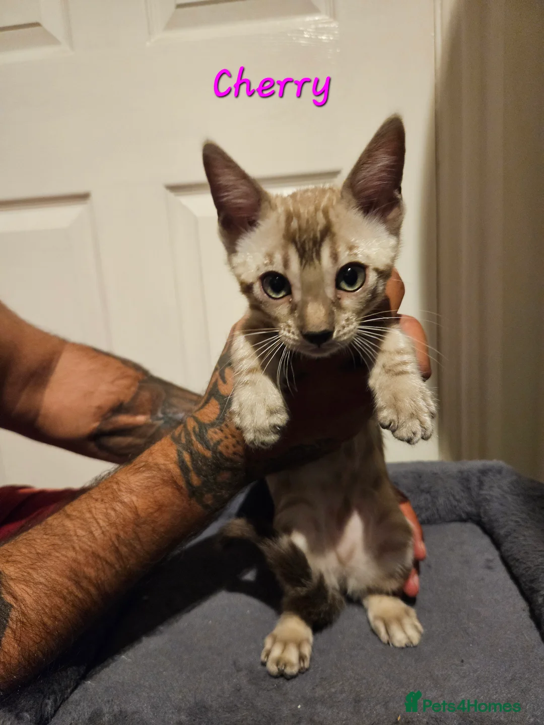 Bengal cats for sale: TICA registered bengal kittens - Advert 2