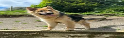 German Shepherd dogs for sale: Long haired German shepherd puppies  - Advert 16