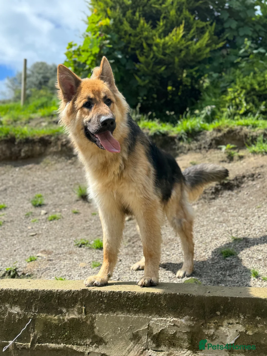German Shepherd dogs for sale: Long haired German shepherd puppies  - Advert 16