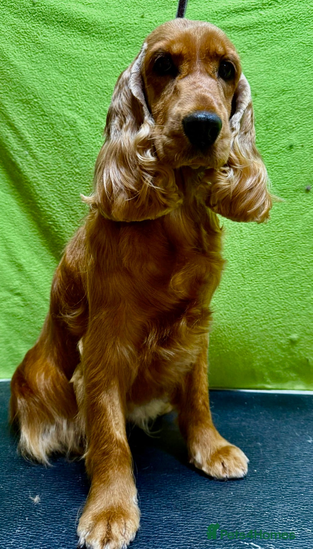 Cocker Spaniel dogs for adoption: Hazel’s Story: Left Behind, Fighting to Survive - Image 7