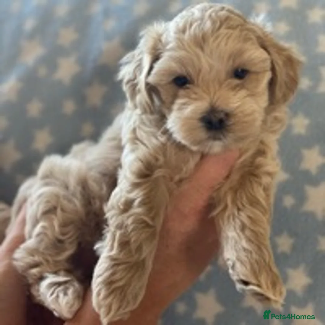 Maltipoo dogs for stud: Maltipoo Stud in Trowbridge - Advert 6