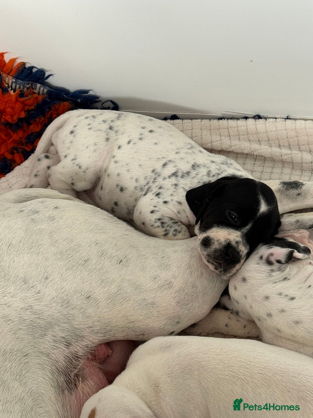 Pointer dogs for sale: Beautiful well bred pointer puppies - Image 5