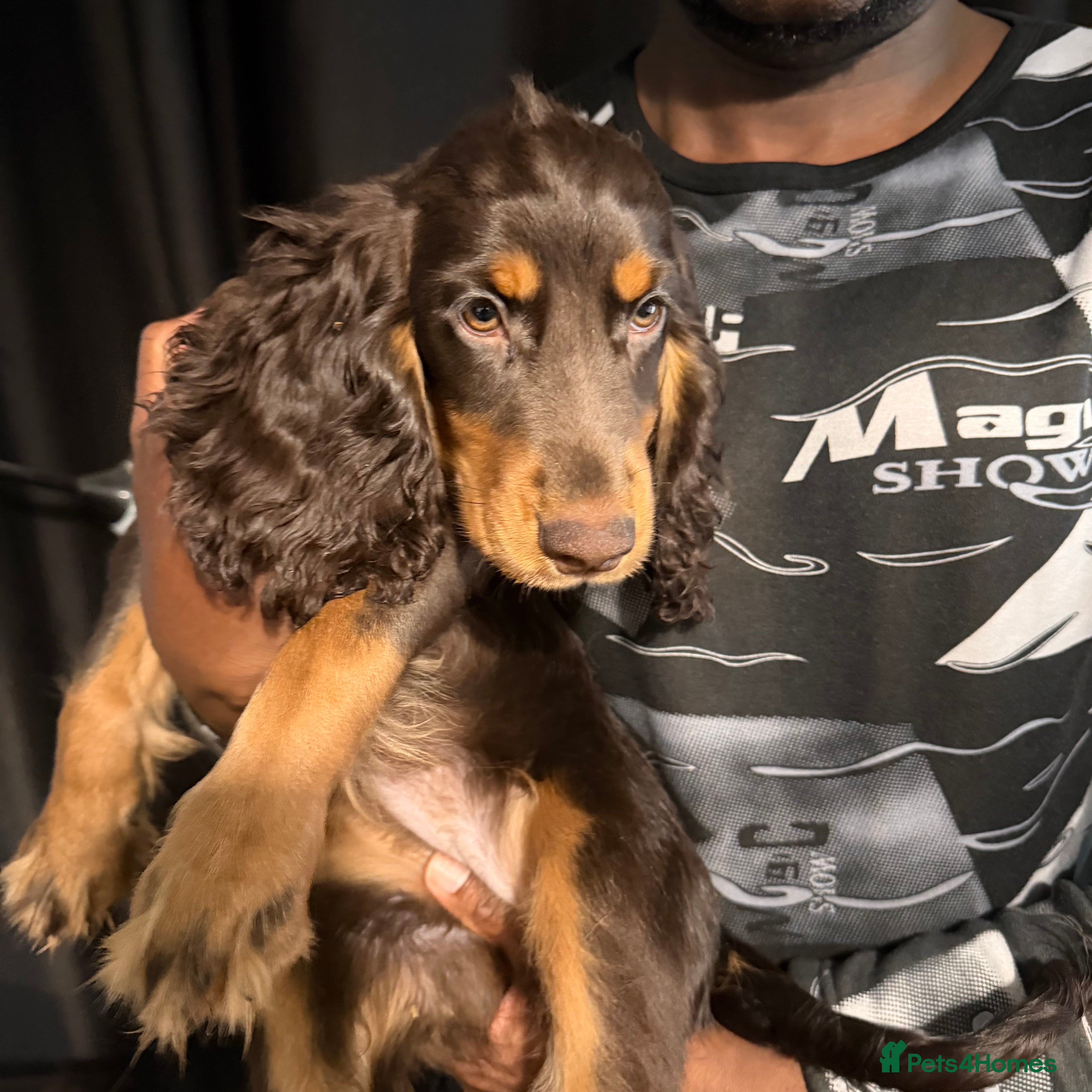 Cocker Spaniel dogs Show x Working Cockers - 15 Weeks & Fully Jabbed - Advert 1