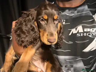 Cocker Spaniel dogs Show x Working Cockers - 15 Weeks & Fully Jabbed - Advert 7