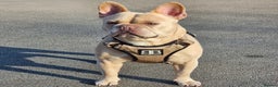French Bulldog dogs for sale: last girl ready to leave now 🐾⚡️ - Advert 22