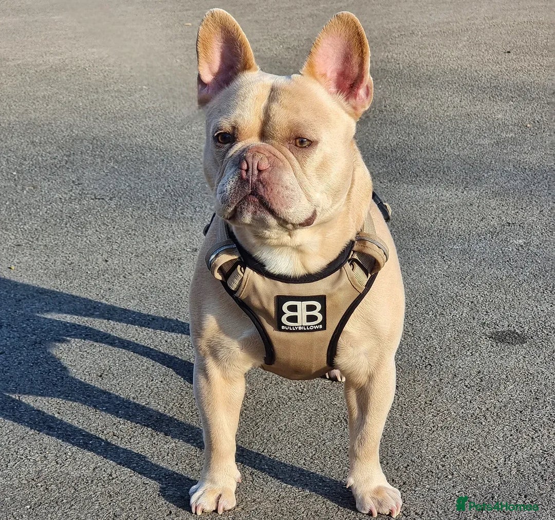 French Bulldog dogs for sale: last girl ready to leave now 🐾⚡️ - Advert 22