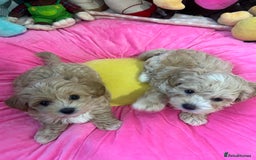 Maltipoo dogs for sale: 🩷Maltipoo F1 Babies🩵 - Image 10