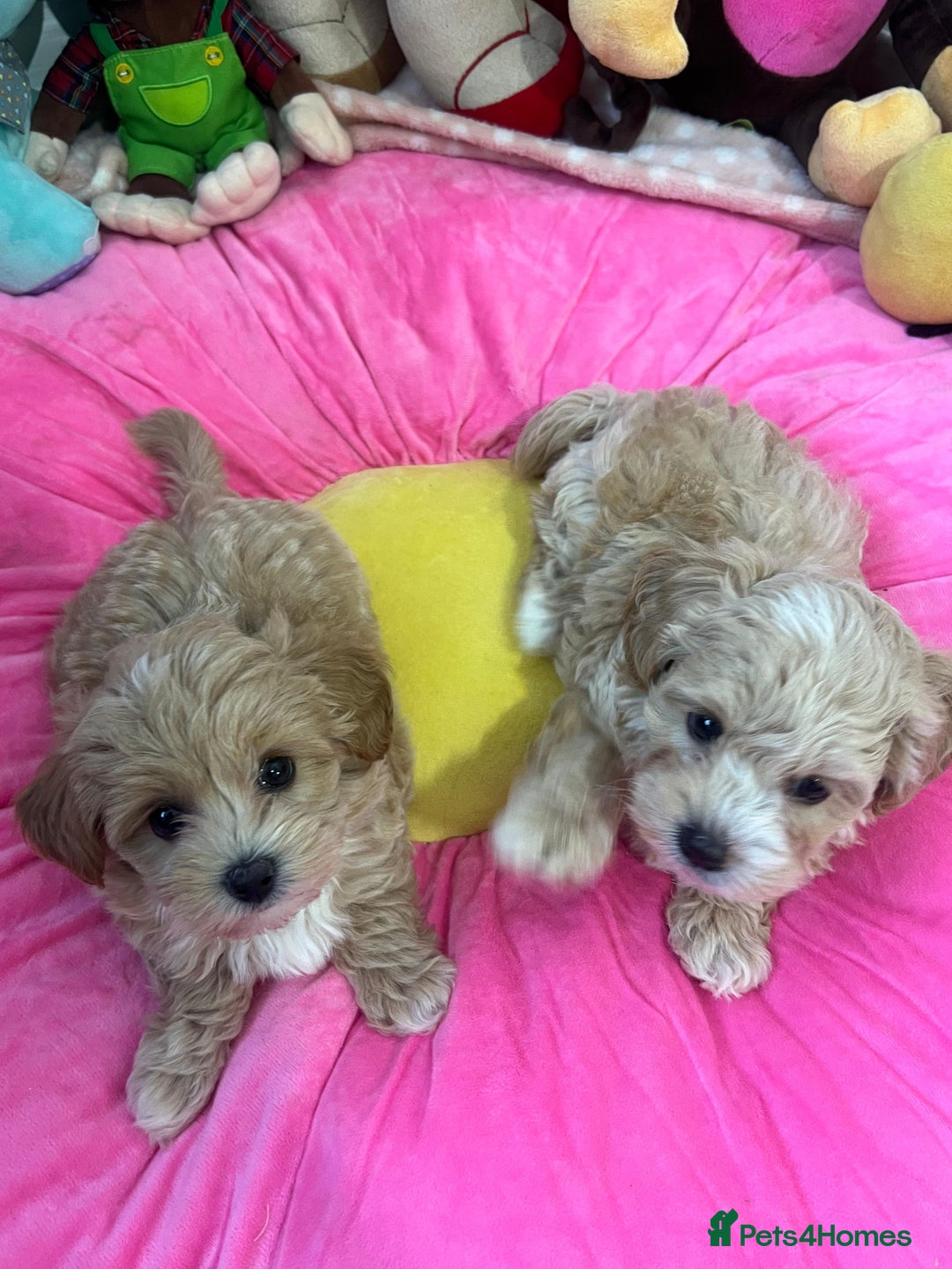 Maltipoo dogs for sale: 🩷Maltipoo F1 Babies🩵 - Image 10