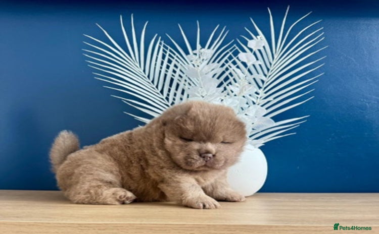Chow Chow dogs - Advert 1