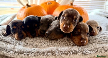 Dachshund dogs - Advert 4