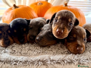 Dachshund dogs - Advert 3