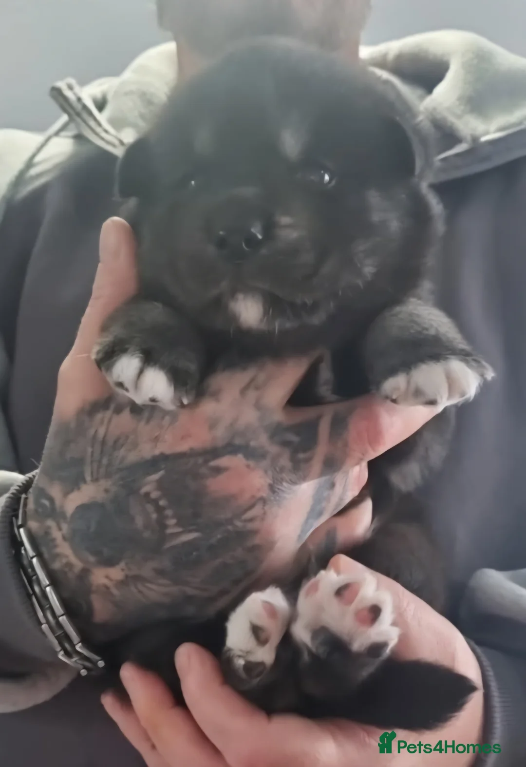 Siberian Husky dogs for sale: Siberian huskies - Advert 2