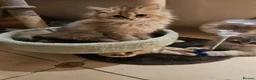 British Shorthair cats for sale: British Longhair & British Shorthair Kittens - Advert 8
