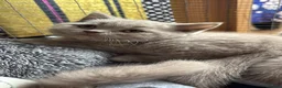 British Shorthair cats for sale: British Shorthair Kittens  - Advert 1