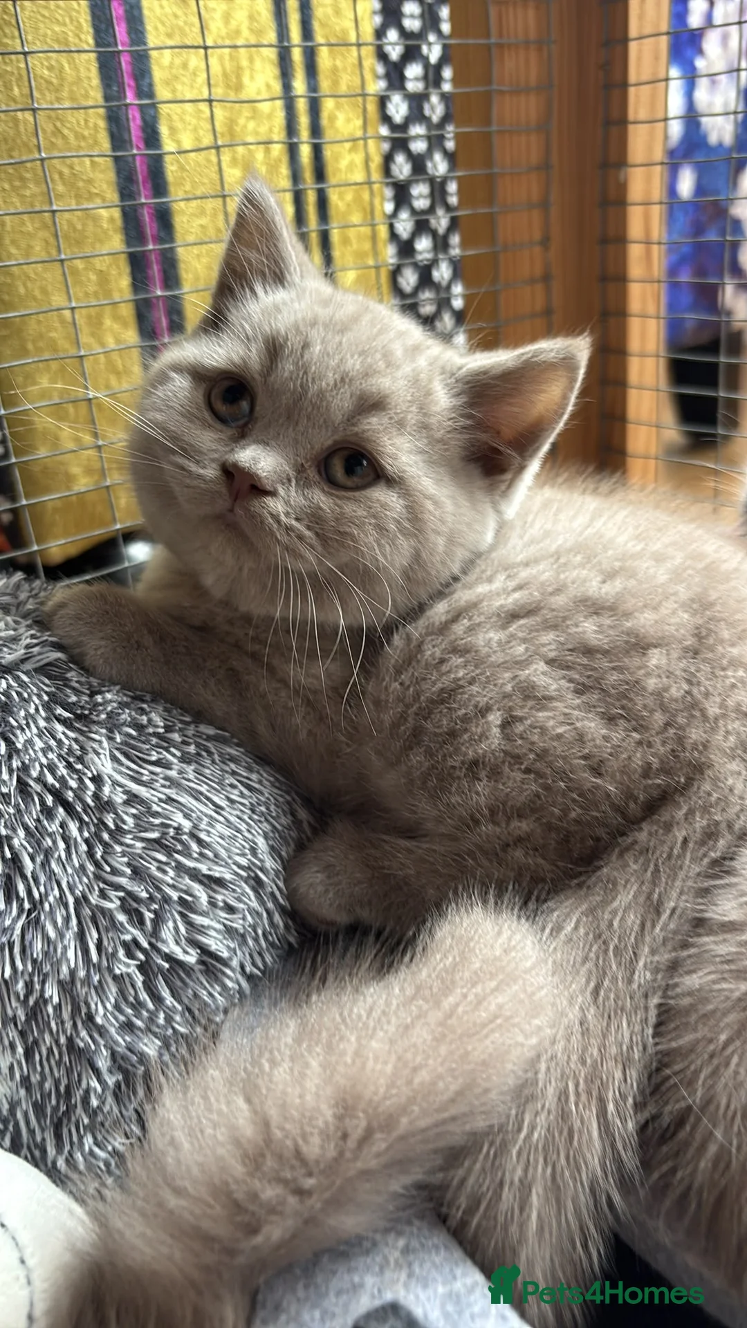 British Shorthair cats for sale: British Shorthair Kittens  - Advert 1