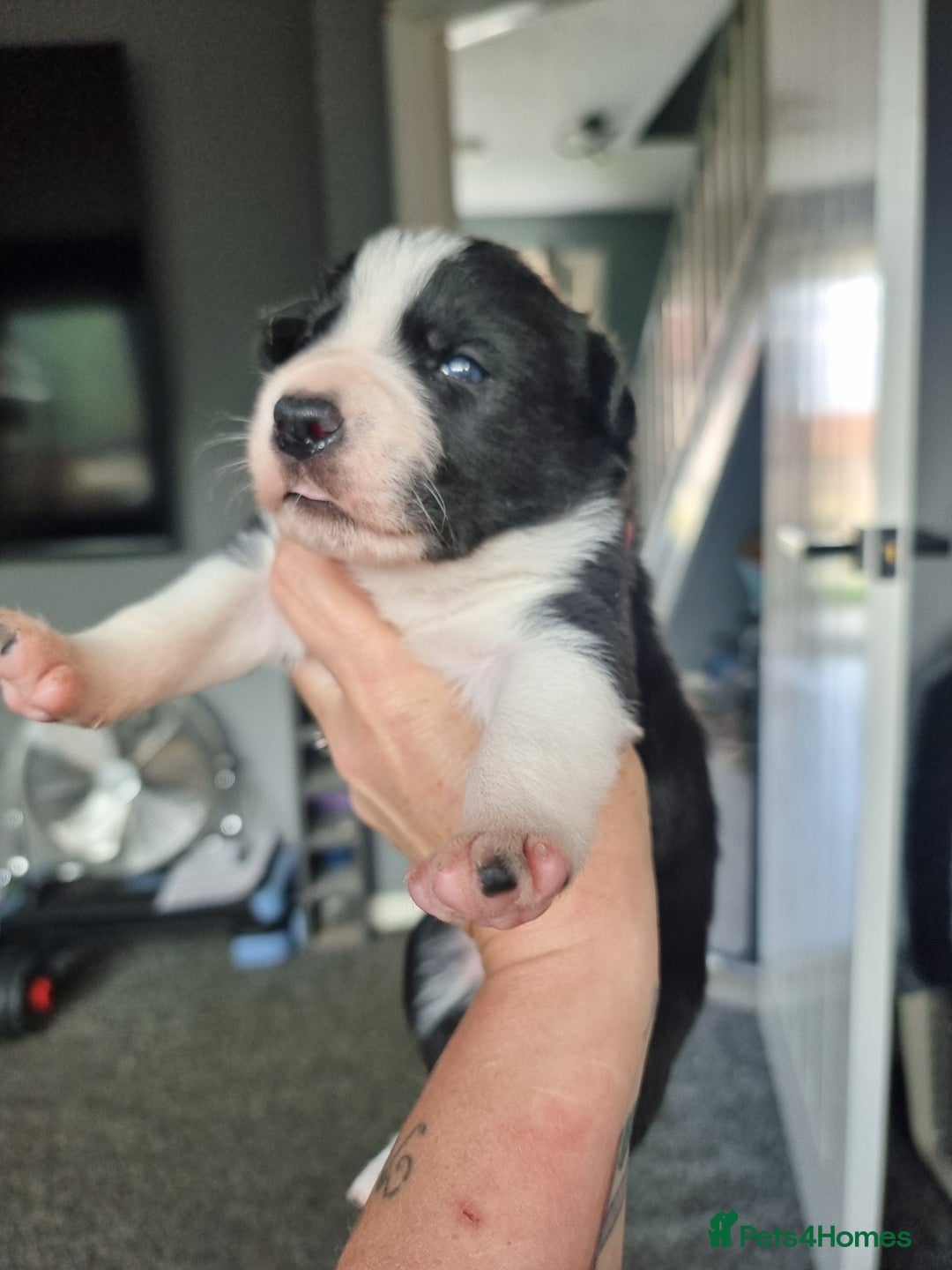 Border Collie dogs for sale: Border collie pups available  - Image 4