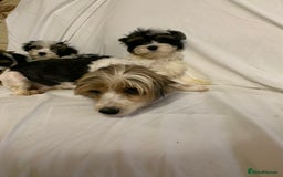 Biewer Terrier dogs for sale: Gorgeous Biewer Terrier boys - Image 11