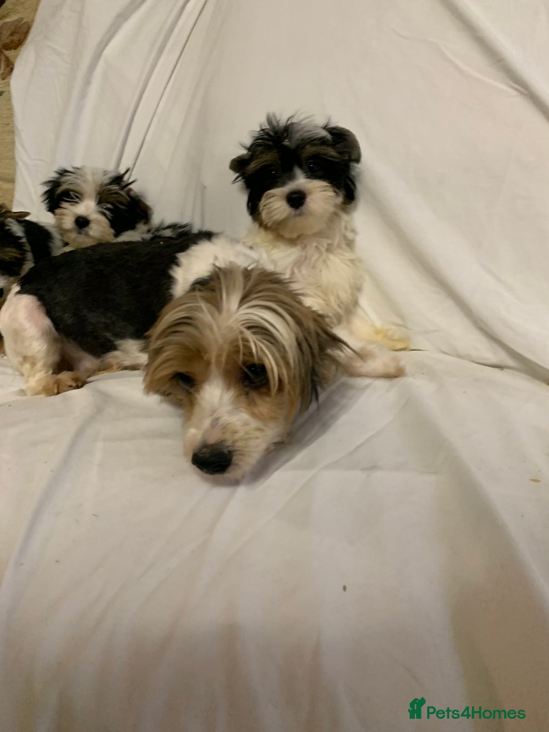 Biewer Terrier dogs for sale: Gorgeous Biewer Terrier boys - Image 11