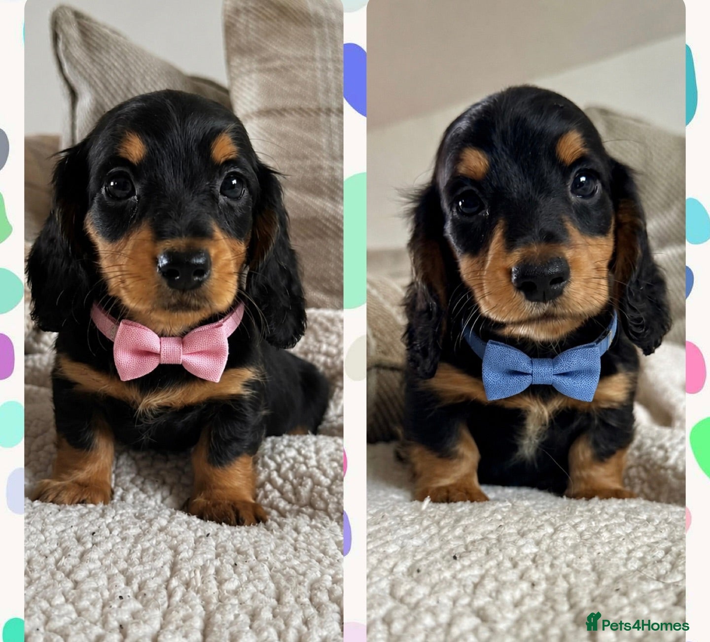 Dachshund dogs BEAUTIFUL LONGHAIR KC REG & PRA CLEAR MINI🩷💙 - Advert 1