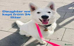 White Swiss Shepherd dogs for sale: KC Reg long-coat White Swiss Sheperd pups for sale - Image 8