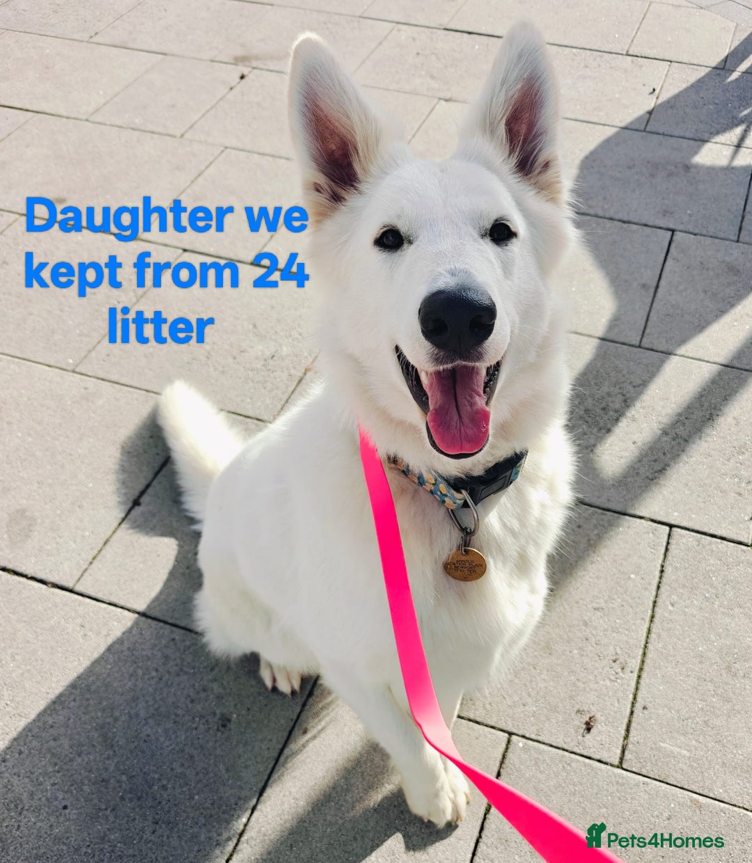 White Swiss Shepherd dogs for sale: KC Reg long-coat White Swiss Sheperd pups for sale - Image 8