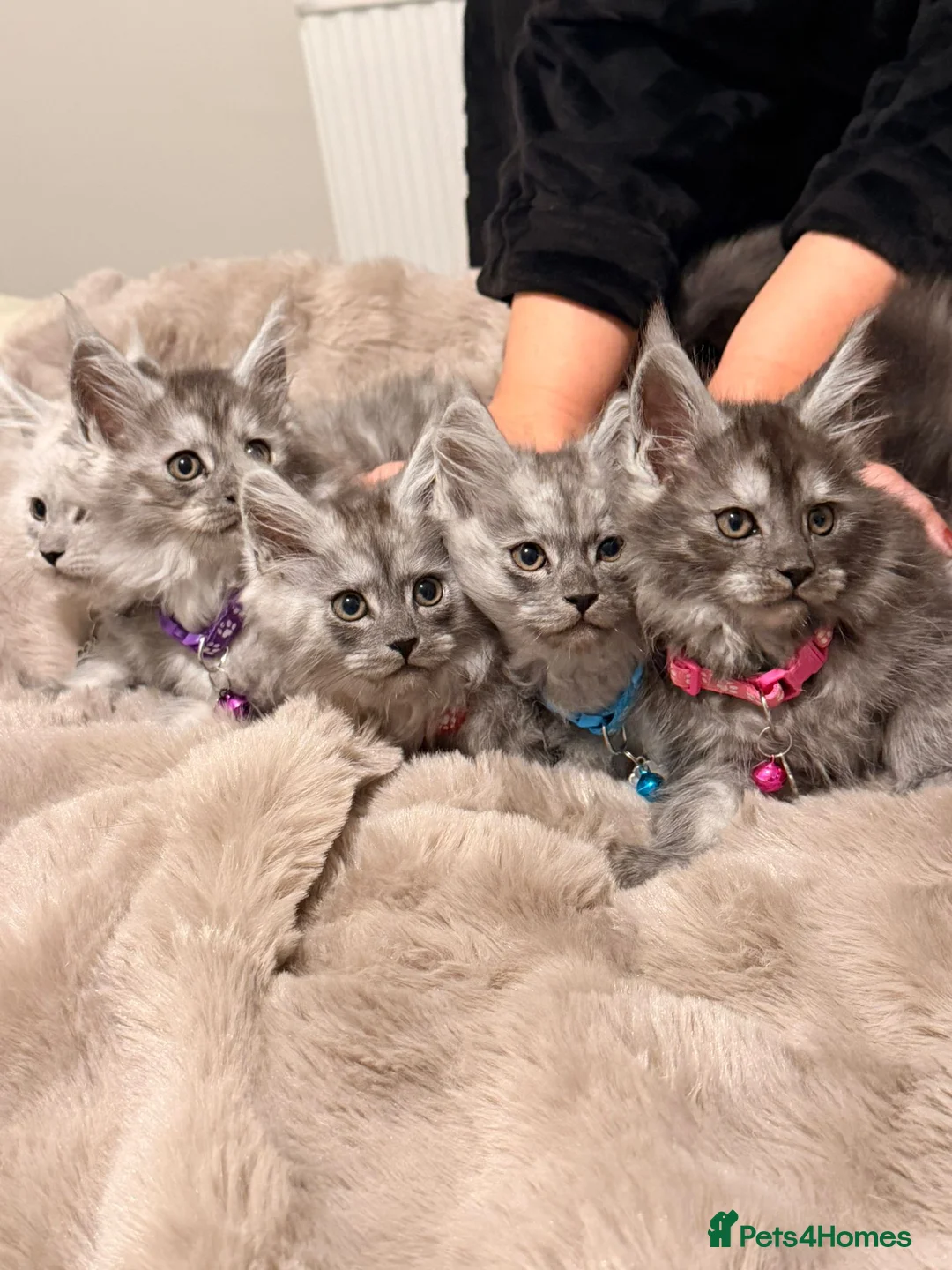 Maine Coon cats for sale: Stunning Smoke Maine Coon Kittens⭐ - Advert 1