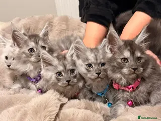Maine Coon cats Stunning Smoke Maine Coon Kittens⭐ - Advert 10