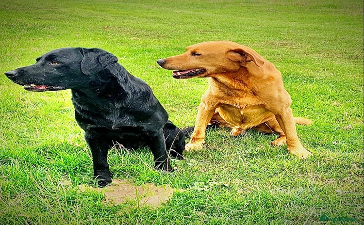 Labrador Retriever dogs - Advert 19