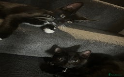 Bengal cats for sale: Ready now !  in Tredegar - Image 1