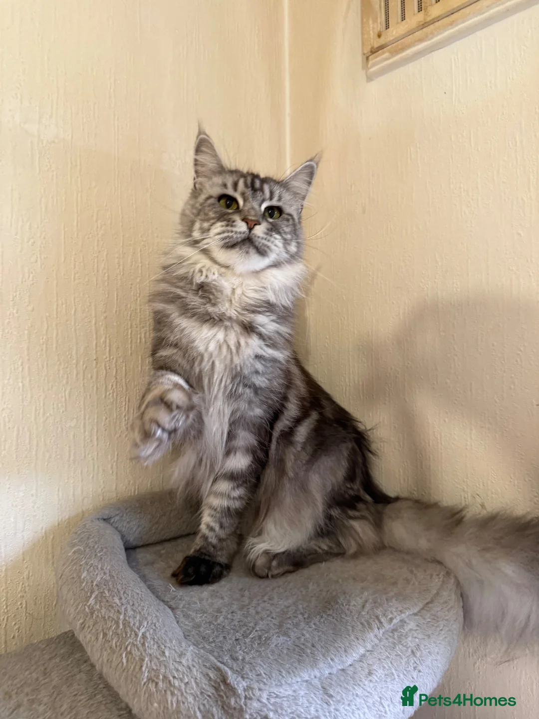 Maine Coon cats for sale: GCCF Maine coon Russian Import line👑 - Advert 26
