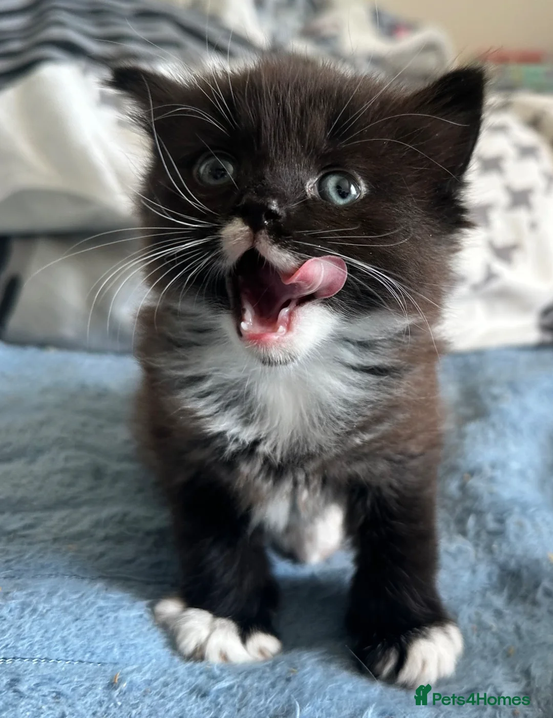 Ragdoll cats for sale: Beautiful ragdoll X  in Dover - Advert 6