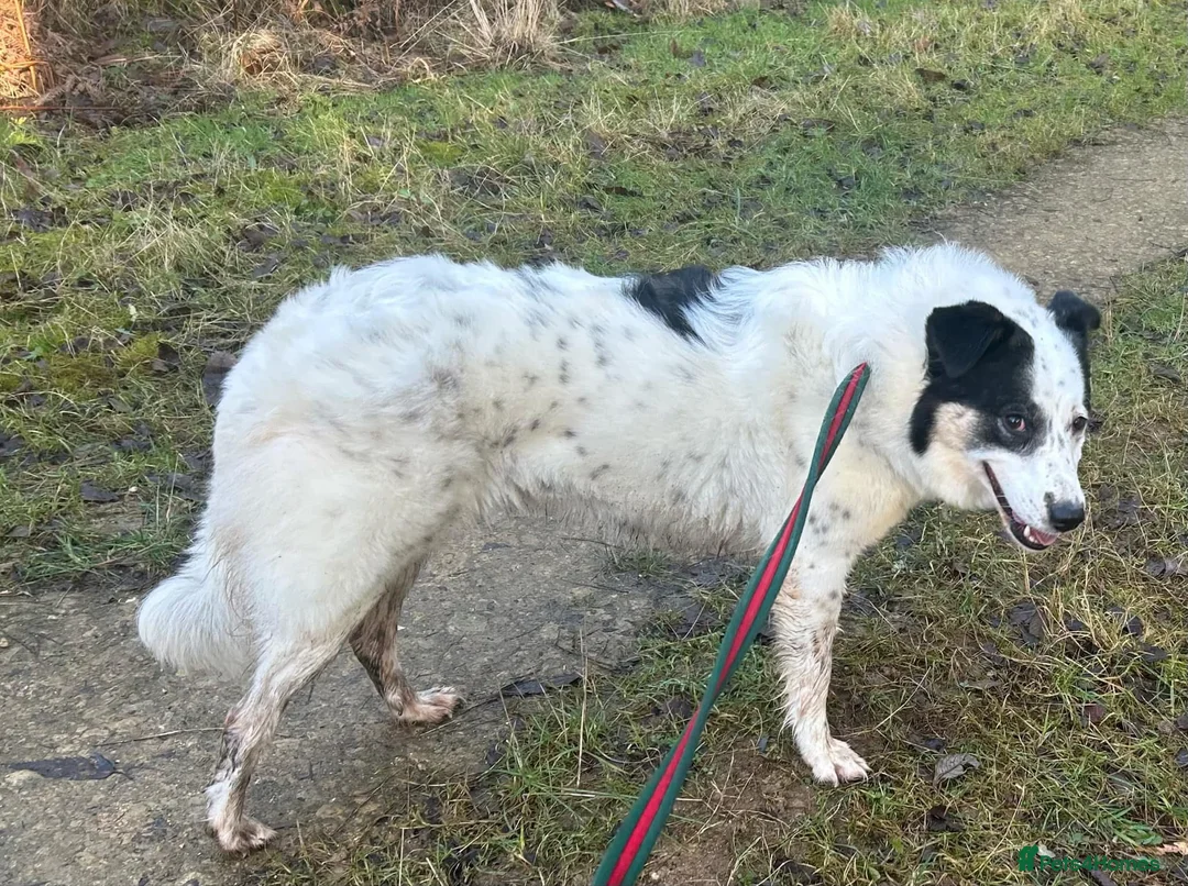 Mixed Breed dogs for adoption: Queenie - Norwich Norfolk  in Norwich - Advert 2