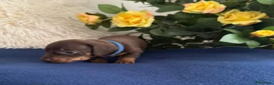 Dachshund Puppy 1