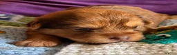 Yorkshire Terrier dogs for sale: Super Health tested Ocean Pearl /coloured Yorkies  - Advert 11