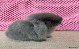 Mini Lop rabbits for sale: Beautiful mini lop kits  - Image 19