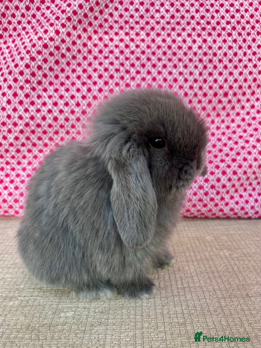 Mini Lop rabbits for sale: Beautiful mini lop kits  - Image 19