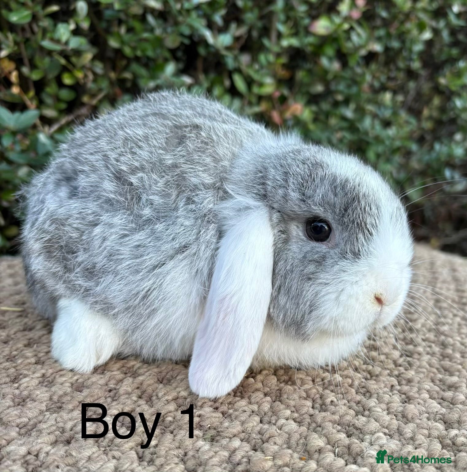 Mini Lop rabbits Mini lops baby rabbits for sale ready now  - Advert 8