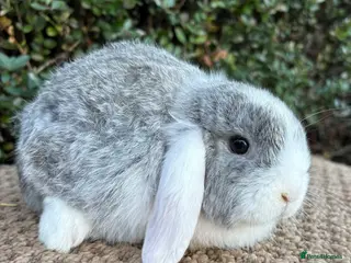 Mini Lop rabbits Mini lops baby rabbits for sale ready now - Advert 8