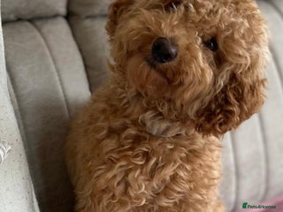 Toy Poodle dogs in Bridgnorth - Advert 33