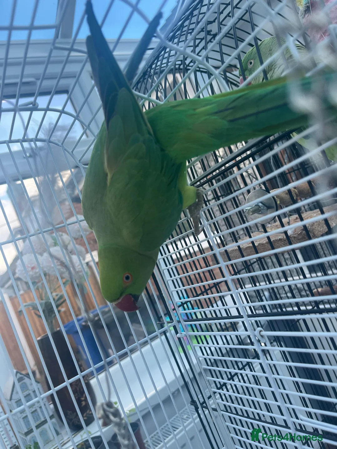 Parakeets birds for sale: Rose-ringed Parakeet  in Derby - Advert 2