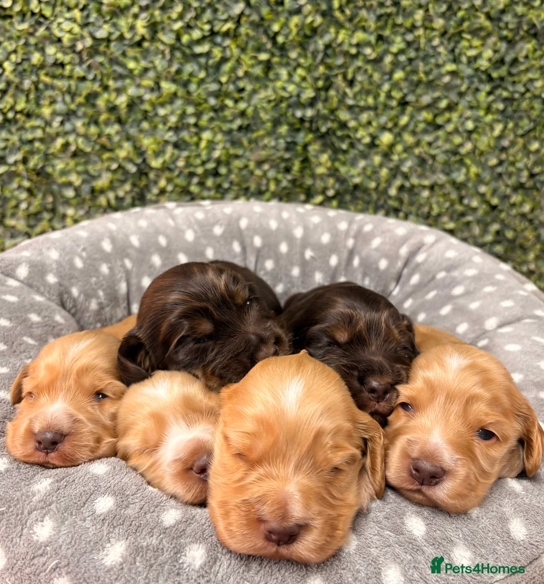 Cocker Spaniel dogs for sale: 🤎🧡 Show Cocker Spaniel Puppies For Sale - Advert 11