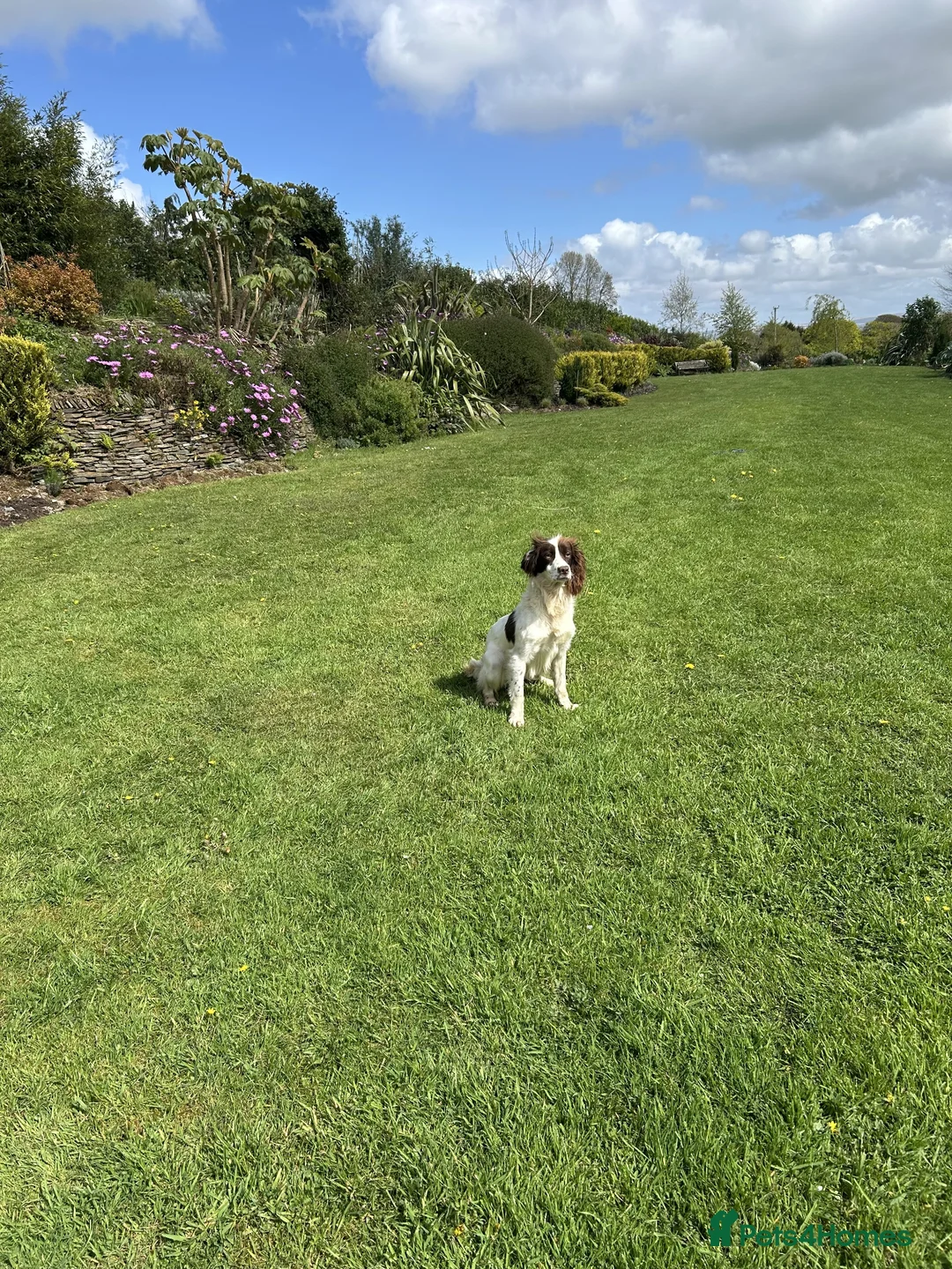 English Springer Spaniel dogs for sale: 2YR KC Registered Working English Springer spaniel - Advert 5