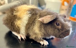 Guinea Pig rodents for sale: Teddy Guinea Pig Baby Boars - Image 13