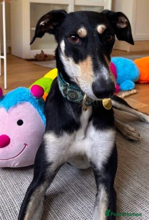 Lurcher dogs MARS, male lurcher in rescue - Advert 4