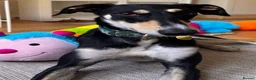 Lurcher dogs for adoption: MARS, male lurcher in rescue - Advert 1