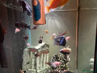 Mollies fish Full tropical set up - Advert 3