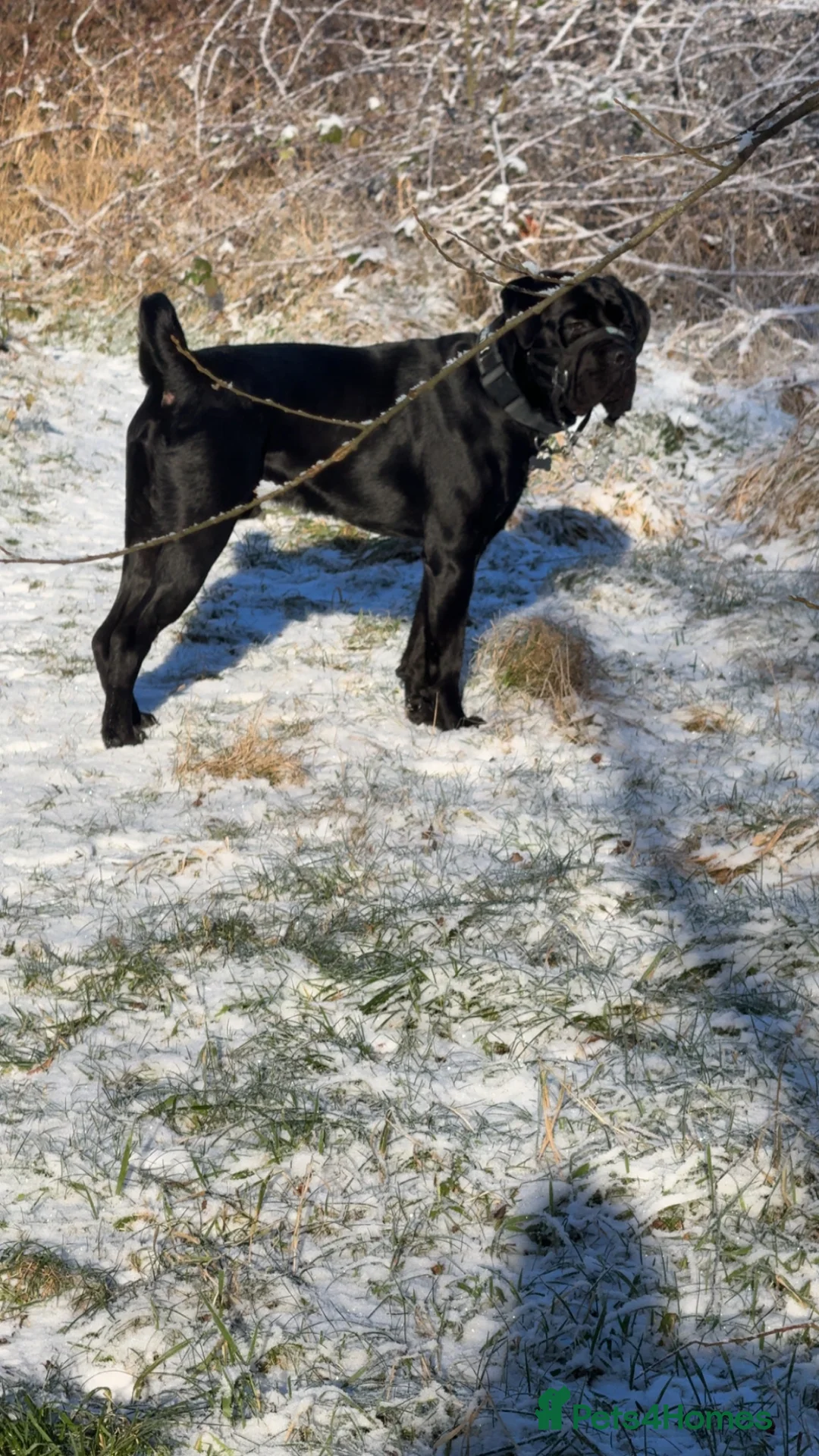Cane Corso dogs for sale: Xeno 12 months old  - Advert 2